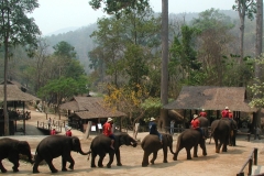 picElephants